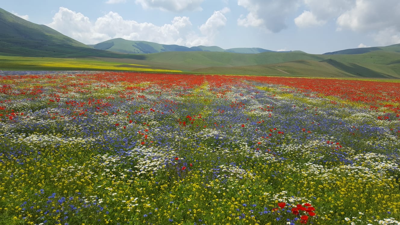 fioritura castelluccio_2