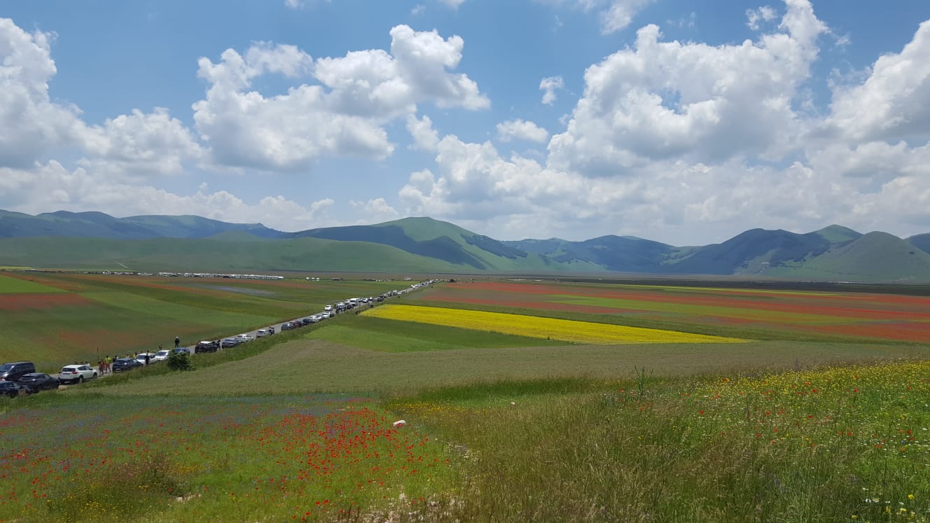 fioritura castelluccio_3