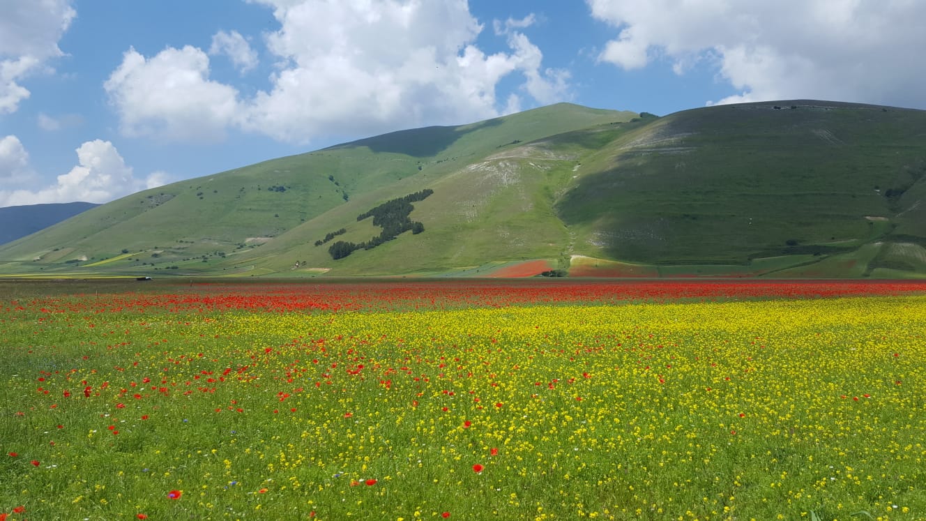 fioritura castelluccio_1